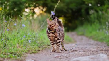 Bengal kedisi avcılığı ve açık havada, çimlerde ve çiçeklerde oynamak, 4K görüntü..