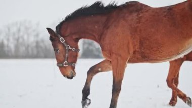 Kışın dört nala koşan kırmızı atlar, 4k 'lık görüntüler.