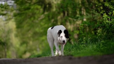 Büyük beyaz köpek dışarıda yürüyor. 4k görüntü.