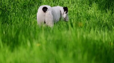 Orta Asya Çoban Köpeği yeşil çimenler ve dangelionlar üzerinde, 4k görüntü.