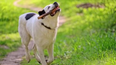 Orta Asya çoban köpeği dişlerinde bir sopayla koşuyor, 4K görüntü..