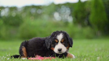 Bernese Dağ Köpeği bahçede yeşil çimlerin üzerinde. 4k görüntü.