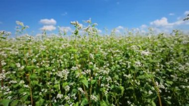 Güneşli bir yaz gününde karabuğday tarlası. Yavaş çekim, 4k görüntü.