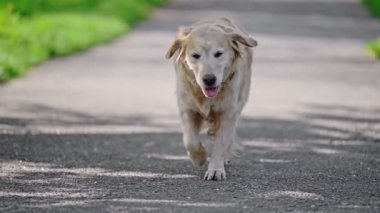 Golden Retriever köpeği yaz günü parkta yürüyor. Yavaş çekim, 4k video