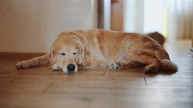 Golden Retriever evinde uyuyor, 4K görüntü..