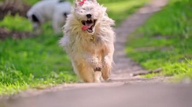 Bir köpek çimlerin arasında kameraya doğru koşuyor. Yavaş çekim videosu