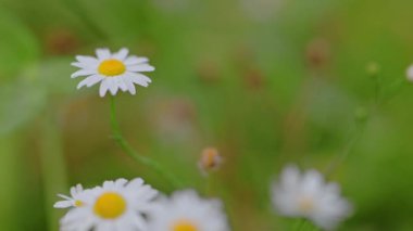 Yazın yeşil çimlerde papatya çiçekleri. 4k görüntü.