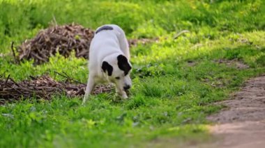 Orta Asya çoban köpeği sopayla oynuyor, 4K görüntü..