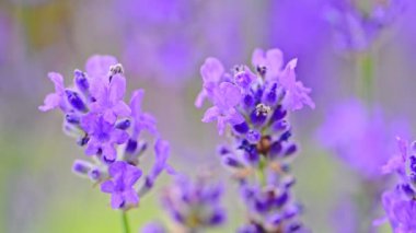 Güzel Blooming Lavanta Çiçekleri, ağır çekim, 4k video.