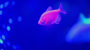 Pembe balık parlayan tetra Glofish cinsi.