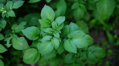 Patates yeşili yapraklar arka plan. 4k görüntü.