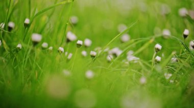 Yazın yeşil çimenli Daisy çiçekleri. 4k görüntü.