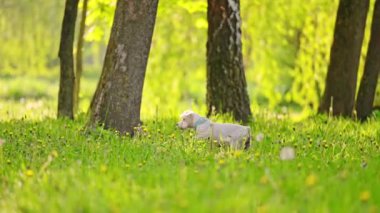 Beyaz Schnauzer köpeği parkta yeşil çimlerde koşuyor, ağır çekimde.