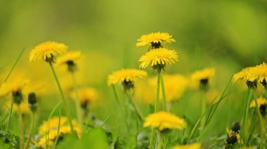Yavaş çekimde çiçek açan sarı karahindiba tarlaları. 4k görüntü.