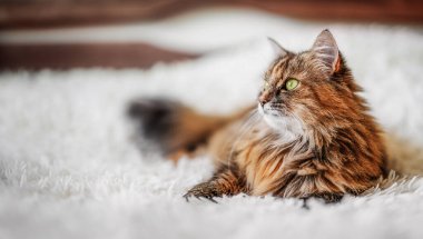 Beyaz kürklü battaniyenin üzerinde yatan komik kedi..