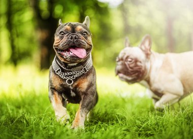Yeşil çimlerde birlikte oynayan komik Fransız buldogları..