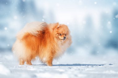 Kar üzerinde tatlı Pomeranya köpekleri, kış zamanı.