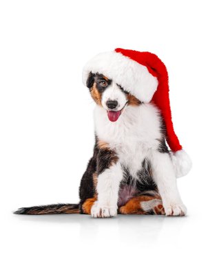 Bernese Dağ Köpeği Noel Baba şapkası takıyor..