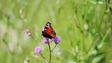Boyalı Leydi Kelebek ortak devedikeni çiçeği, 4K görüntü.