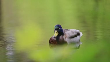 Gölde yüzen Mallard Duck, 4K görüntü..