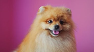 Pembe arka planda Pomeranian köpek portresi.