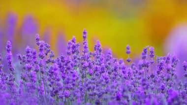 Güzel çiçek açan lavanta çiçekleri. Ağır çekim, 4k video.