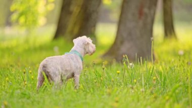 Güzel köpek minyatür Schnauzer yeşil çimlerde koşuyor, yaz zamanı.