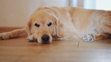 Tatlı Golden Retriever evde uyuyor, 4K görüntü..