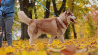 Parkta duran güzel Mutlu Husky köpeği. Yavaş çekim, 4k video