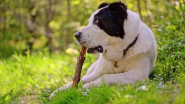 Orta Asya çoban köpeği çimlerin üzerinde yatarken bir çubuk kemirir. 4K görüntü..