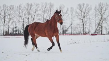 Kışın dört nala koşan kırmızı atlar, 4k 'lık görüntüler.