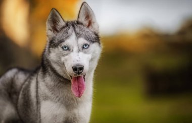Mutlu Husky köpeği doğa arka planında.