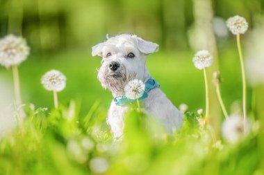 Minyatür Schnauzer köpeği baharda beyaz karahindiba tarlasında oturuyor..