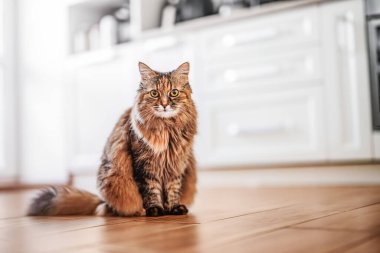 kedi mutfakta yerde oturuyor..