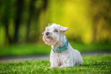 Beyaz köpek yeşil çimlerde oturuyor, bahar zamanı.