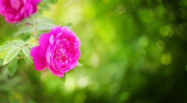 Bahçede pembe gül çiçeği.