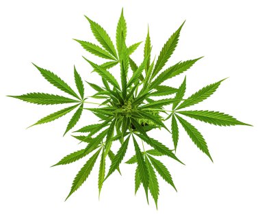 Esrarın içinde marihuana yetiştiriliyor, kenevir bitkileri beyaz arka planda kırpma yolu ile izole edilmiş