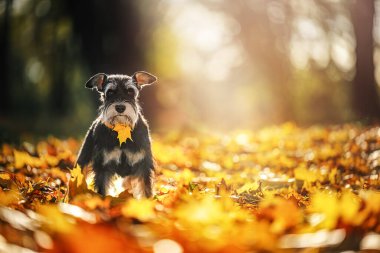Parktaki minyatür schnauzer köpeği turuncu bir sonbahar yeşiliyle.