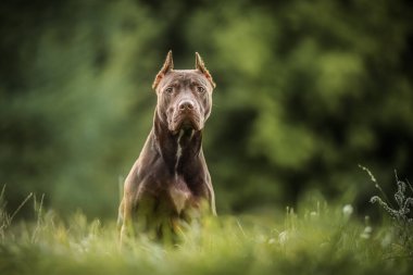 Güzel Kahverengi Amerikan Çukuru Boğa Teriyeri açık havada.