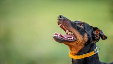 Portrait of miniature Pinscher on nature summer background. clipart