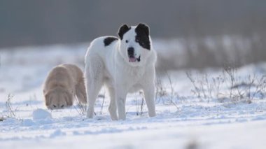 Orta Asya Çoban Köpeği kışın karda. 4k görüntü