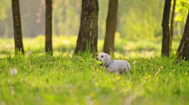 Güzel köpek minyatür Schnauzer yeşil çimlerde koşuyor, yaz zamanı.