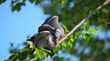 İki güvercin bir ağaç dalında kavga ediyor. 4k görüntü.