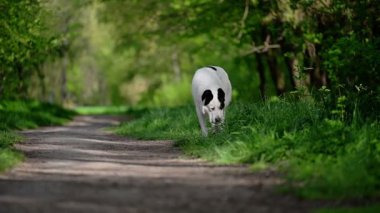 Orta Asya Çoban Köpeği parkta yürüyor, 4K görüntü..