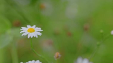 Yazın yeşil çimlerde papatya çiçekleri. 4k görüntü.