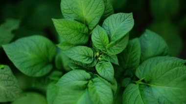 Patates yeşili yapraklar arka plan. 4k görüntü.