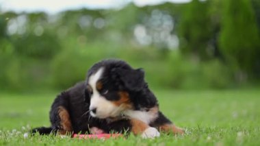 Bahçedeki yeşil çimlerin üzerinde şirin bir köpek yavrusu. 4k görüntü.