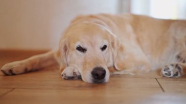 Evde uyuyan sevimli Golden Retriever köpeği, 4K görüntü..