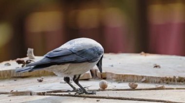 Kapüşonlu karga gagasında fındık tutuyor..