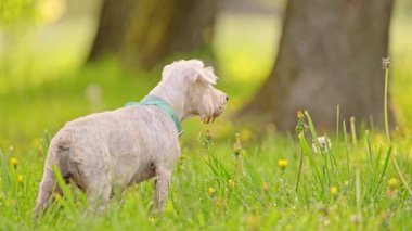 Güzel Köpek minyatür Schnauzer yeşil çimlerin üzerinde duruyor, yaz zamanı.